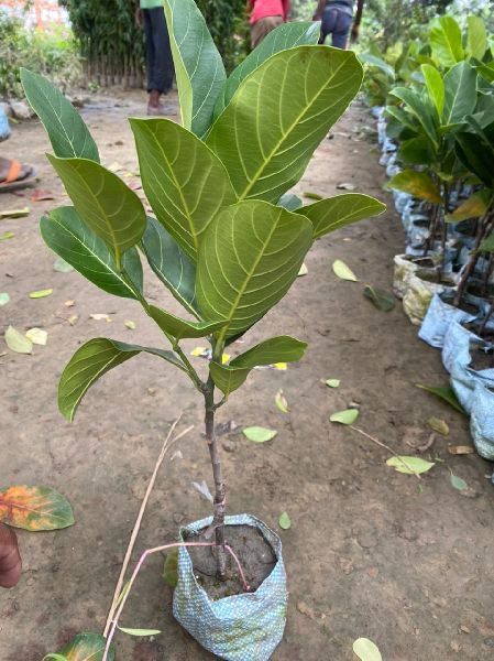 Thai Jackfruit Plant, Color : Green