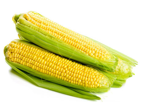 Organic Fresh Sweet Corn, for Good Nutritions, Good Health, Packaging Size : 10kg, 20kg