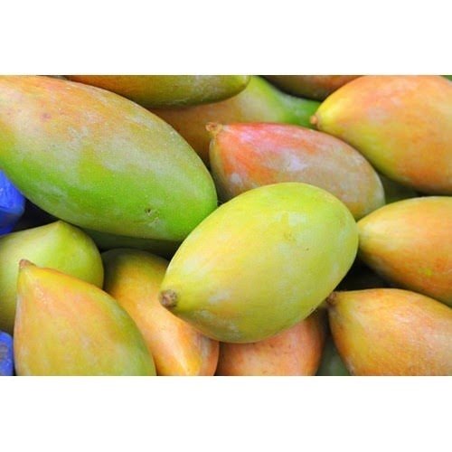 Organic Fresh Totapuri Mango, Packaging Size : 10kg, 20kg