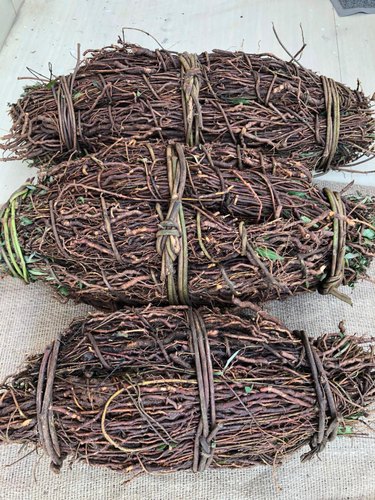 Nannari Roots, Botanical Name : Sarasaparilla