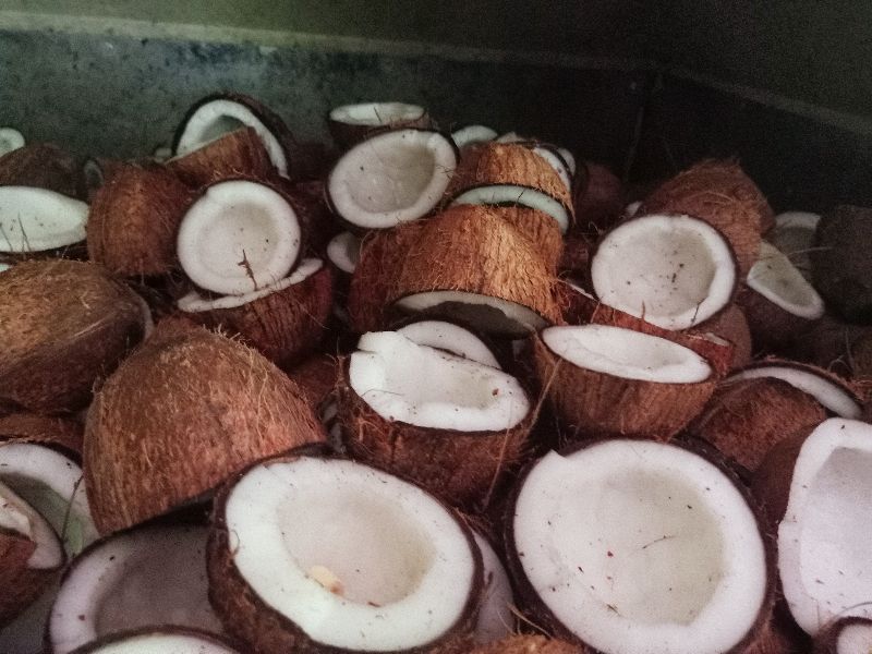 Kerala Coconut