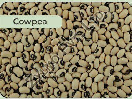 Cowpea Seeds, for Human Consumption, Animal Feed, Soil, Seedlings, Pharmaceutical, Packaging Type : Vaccum Pack