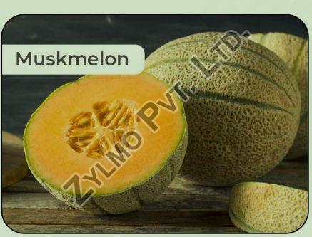 Fresh Muskmelon, Certification : Apeda