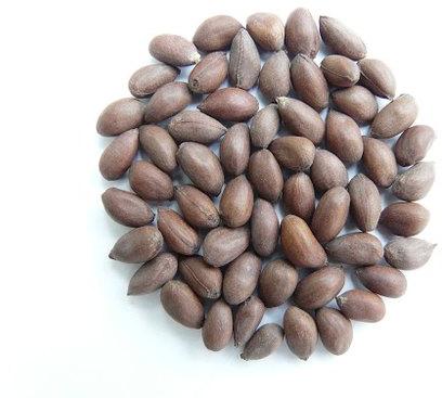 Natural Cotton Seeds, for Agricultural, Packaging Type : Plastic Pouch