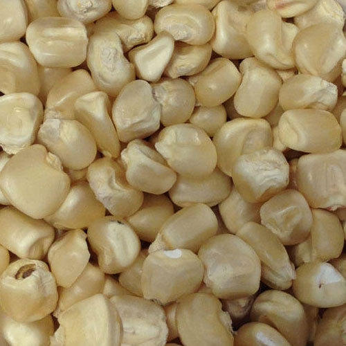Organic Fodder Maize Seeds, Shelf Life : 1year