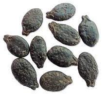 Ridge Gourd Seeds