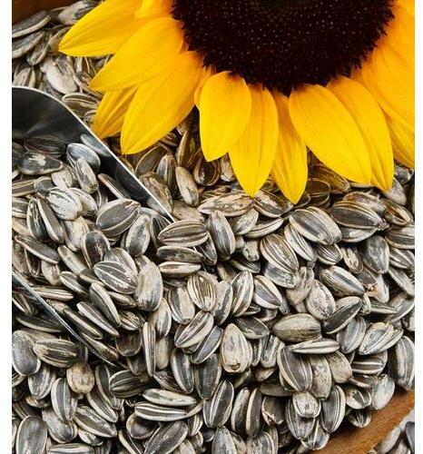 Common sunflower seeds, for Food, Purity : 99%