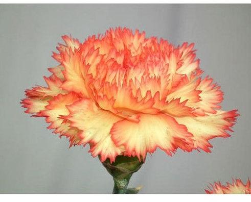 Carnation Flower, Color : Orange