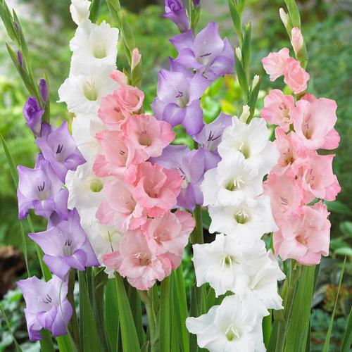 Fresh Gladiolus Flower, Color : Peach, White, Purple