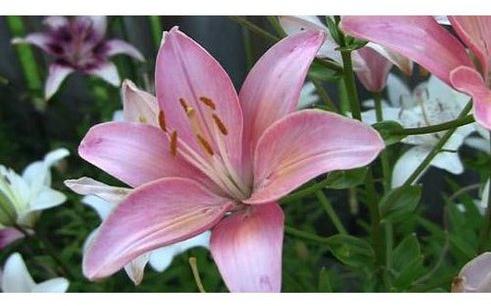 Fresh Lily Flower, Color : Pink