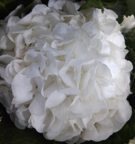 Hydrangea Flower, Color : White