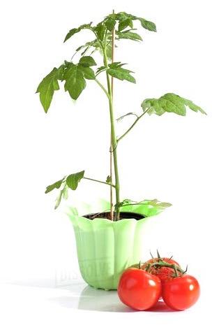 VR INTERNATIONAL Tomato Plant, for Cultivation, Color : Red