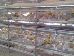  Gi Battery Cages, Color : Greey