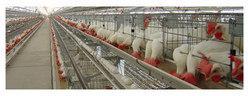  Gi Broiler Breeder Layer Cages, Color : Greey