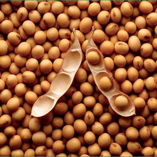 Soybean seeds