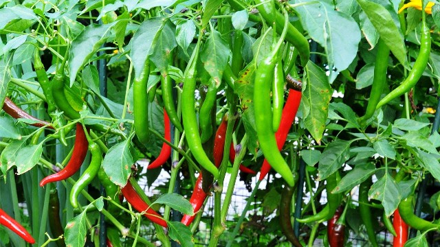 BS 241 Red Chilli Seeds