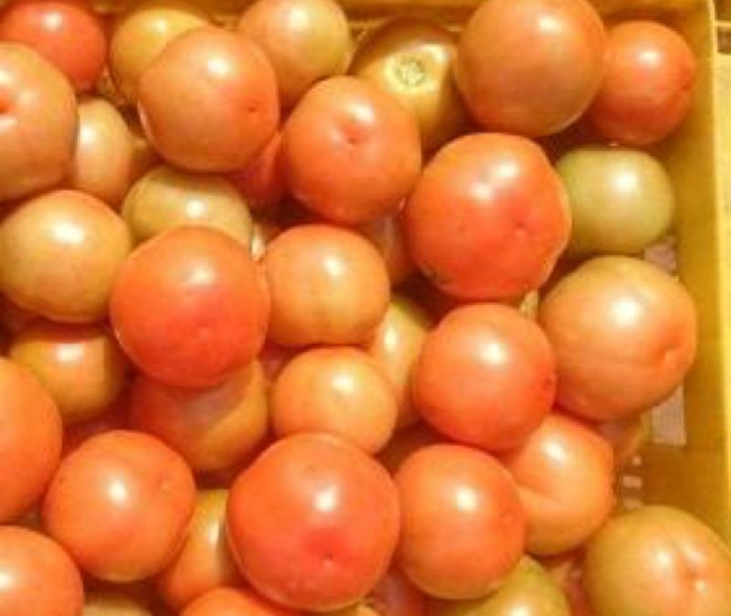 F1 Red Queen Tomato Seeds