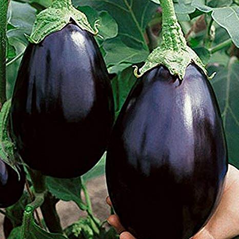 Organic Hybrid Brinjal Seeds, Packaging Type : Plastic Pouch