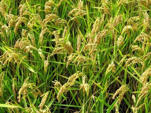 Krishna Kaveri 2022 Rice Seeds, for Agriculture, Packaging Type : Plastic Pouch, Vaccum Pack
