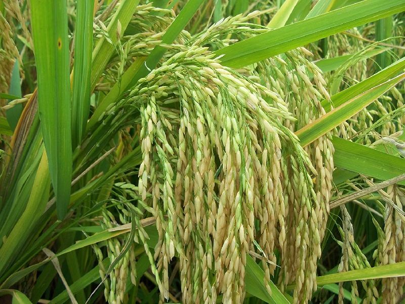 Lal Ganga Rice Seeds