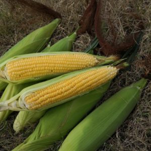 Sugar Corn 95 F1 Corn Seeds, Packaging Type : Vaccum Pack