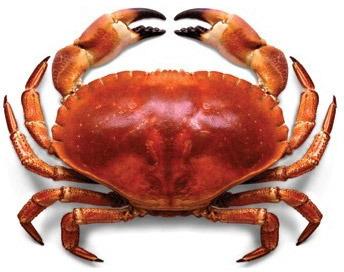 Sea Crab