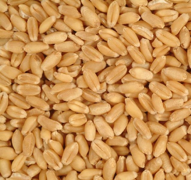 Organic wheat grains, for Cooking