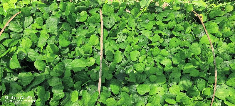 Black pepper plant