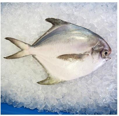 White Pomfret Fish, Packaging Type : Packet