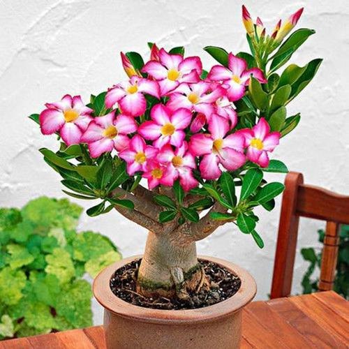 Adenium plant