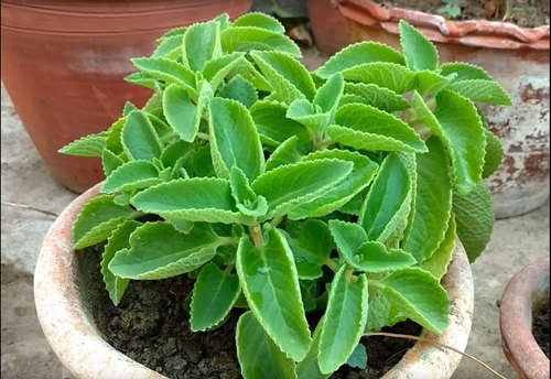 Ajwain Plant