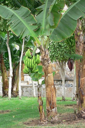 Banana Plants, for Outdoor