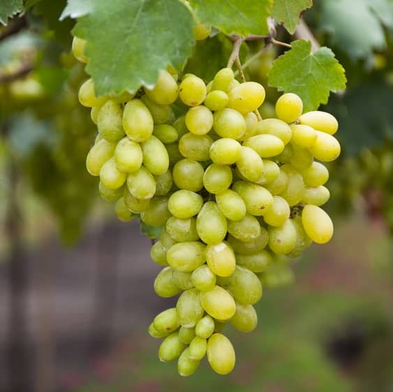 Organic fresh green grapes, Packaging Type : Plastic Packet