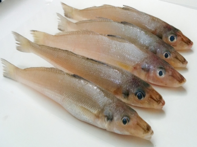 Live Silver Sillago Fish, for Human Consumption, Feature : Non Harmful