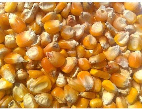 Organic Corn Seeds Yellow Maize Cattle Feed, Certification : FSSAI Certified
