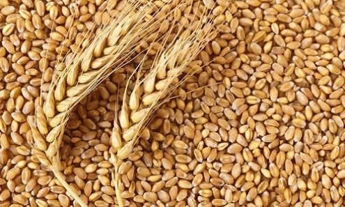 wheat grains