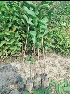Organic Desi Guava Plant, for Garden, Color : Green