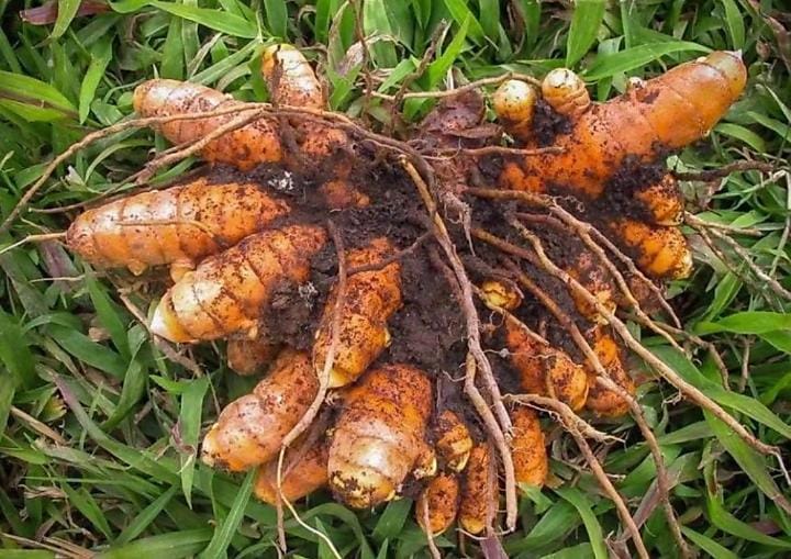 fresh turmeric