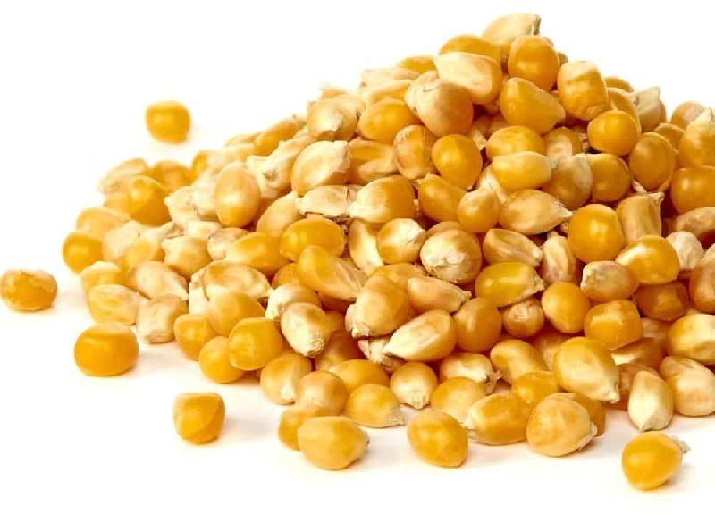 Yellow maize, for Animal Feed, Cattle Feed, Style : Dried