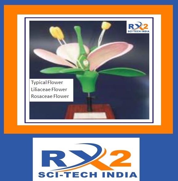 RX2 High quality Flowers Models