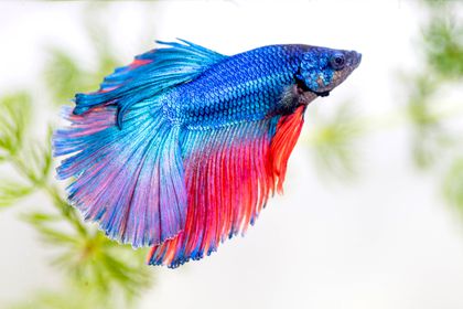 Fresh Betta Fighter Fish, for Cooking, Food, Human Consumption, Making Medicine, Feature : Good Protein