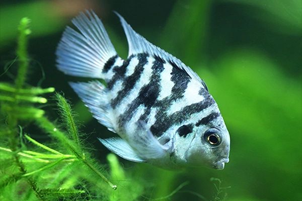 Fresh Polar Parrot Fish