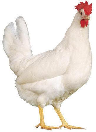 Live Desi Chicken