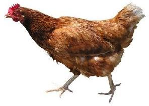 Live Mewari Chicken