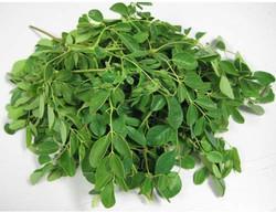 Organic Moringa Oleifera Leaves, for Cosmetics, Medicine, Feature : Exceptional Purity