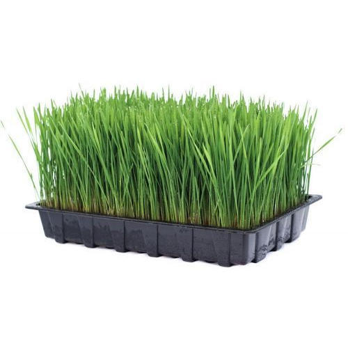 Organic Wheatgrass