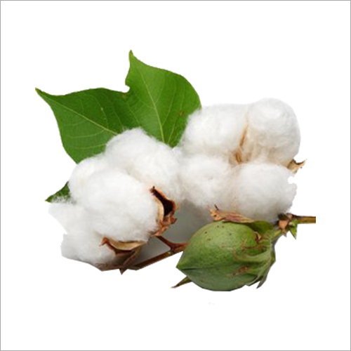 raw cotton