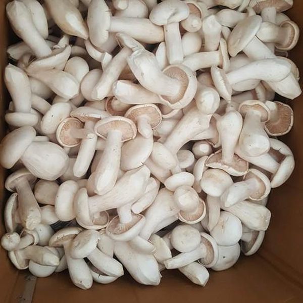 Natural Milky Mushroom, for Cooking, Style : Fresh