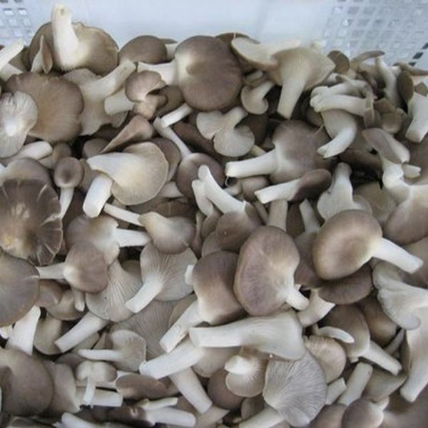Common Sajor Caju Dry Mushroom, for Cooking, Color : Natural