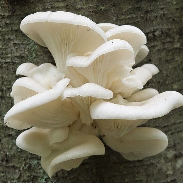 Common White Oyster Mushroom, for Cooking, Color : Natural